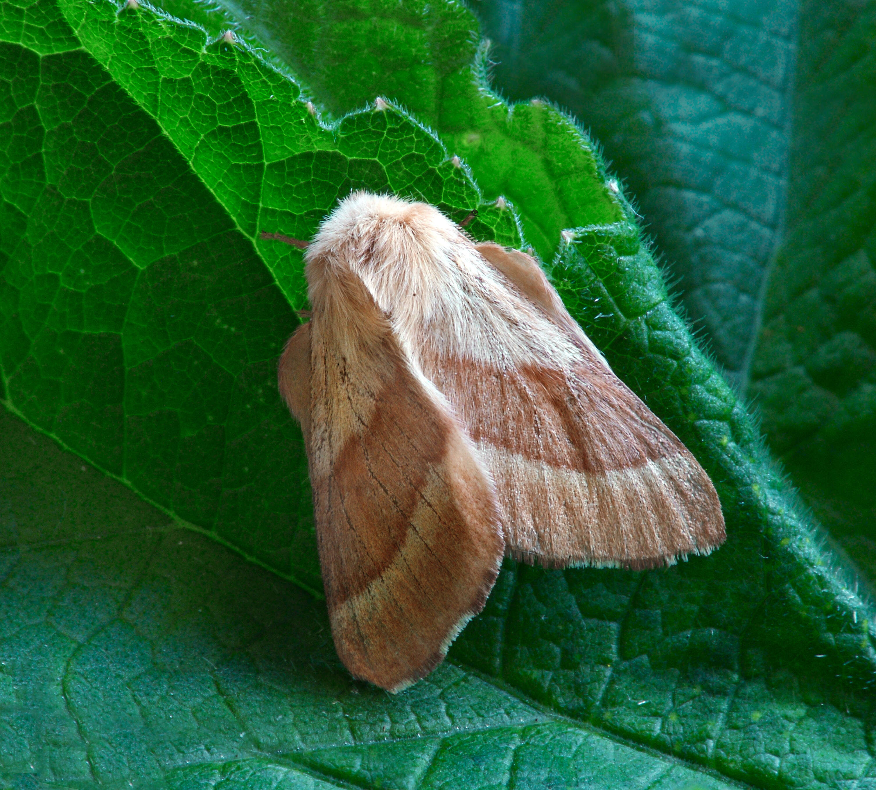 Image of lackey moth