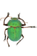 Image of Colasposoma