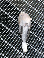 Image of Collared Dove