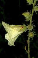 Imagem de Hibiscus diversifolius Jacq.