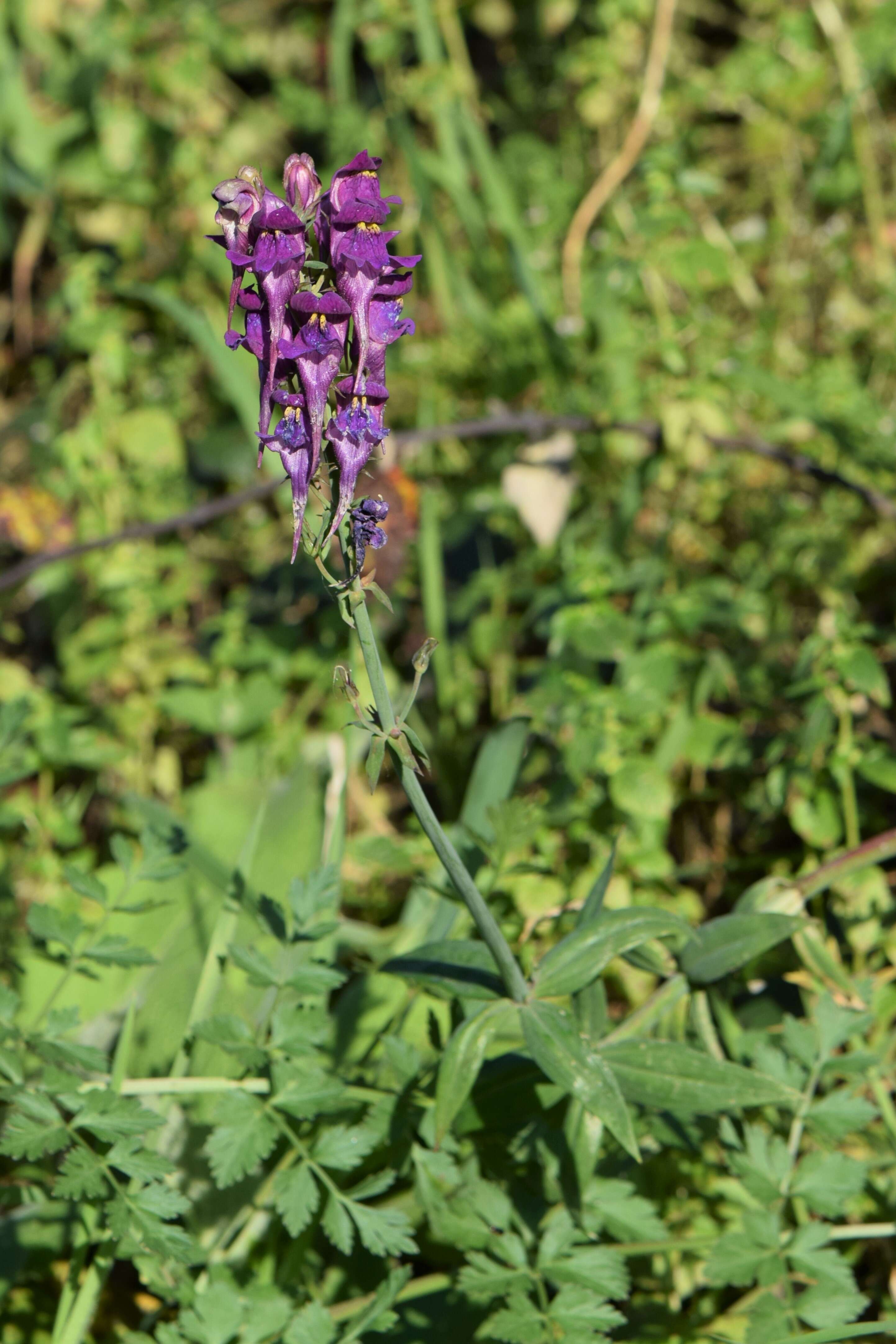 صورة Linaria triornithophora (L.) Willd.