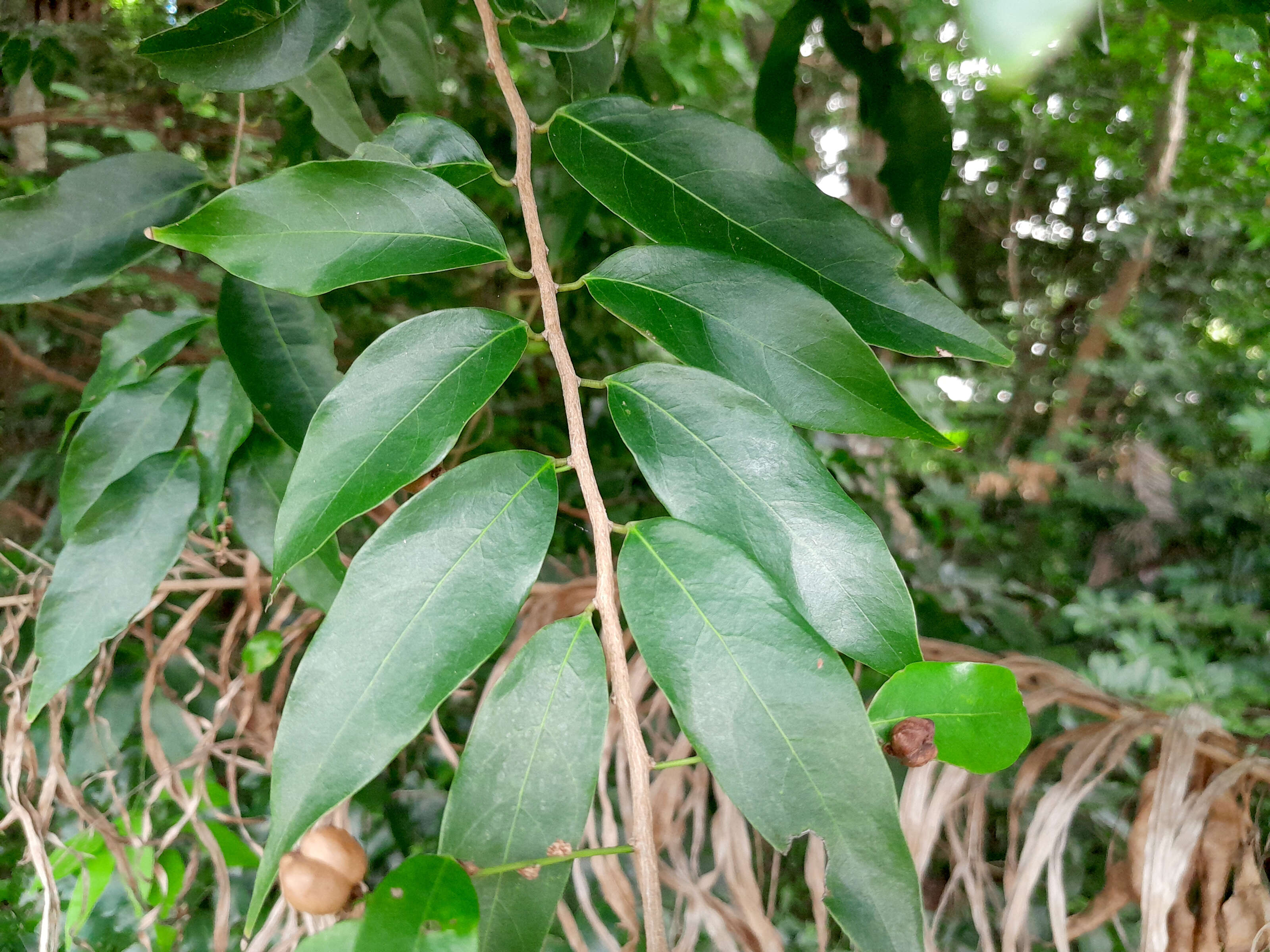 Image of Weeping Cleistanthus