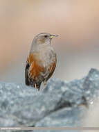 Image of Alpine Accentor