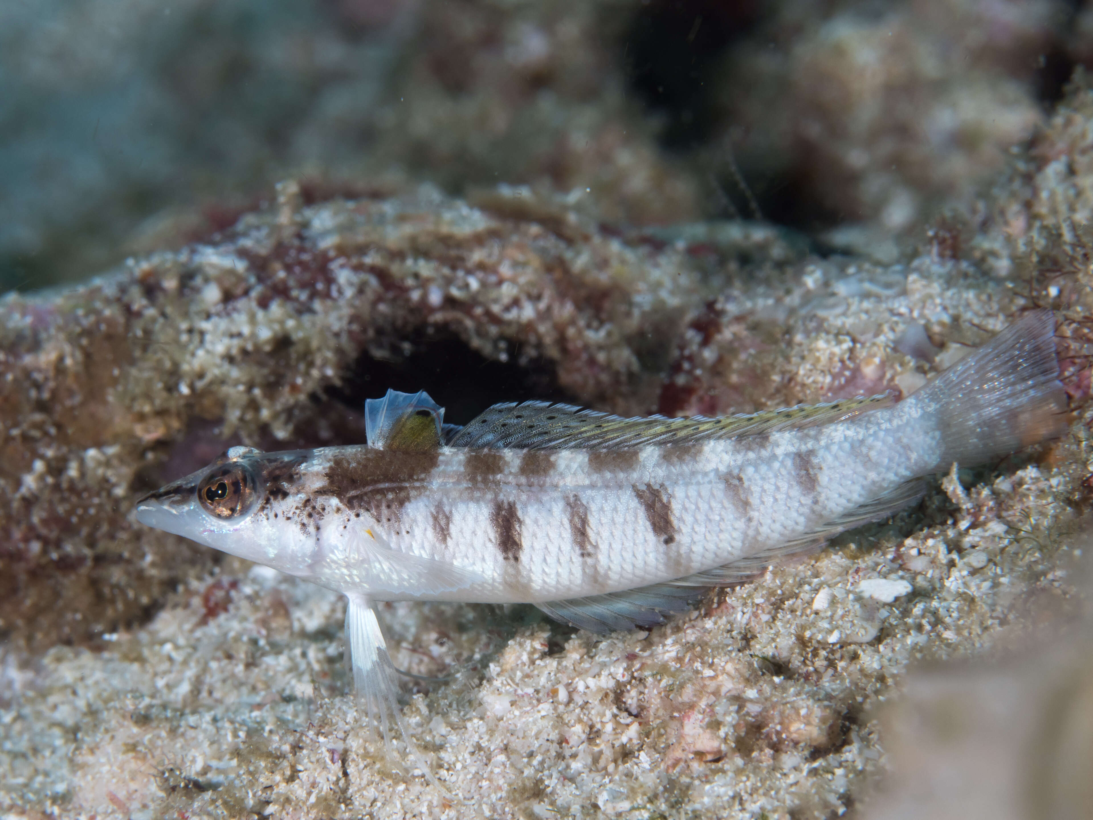 Image of Nosestripe grubfish