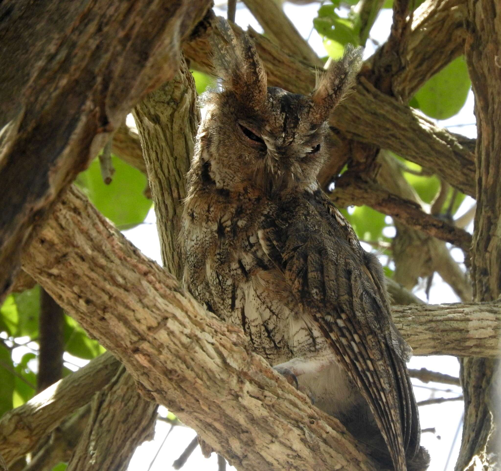 Image of Lesser Sunda Scops-owl