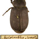 Image of Holotrichia serrata (Fabricius 1781)