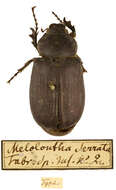 Sivun Holotrichia serrata (Fabricius 1781) kuva