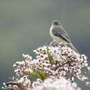 Image of Mishana Tyrannulet