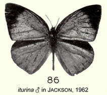Imagem de Epitola iturina Joicey & Talbot 1921
