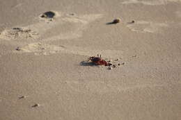 Image of red ghost crab