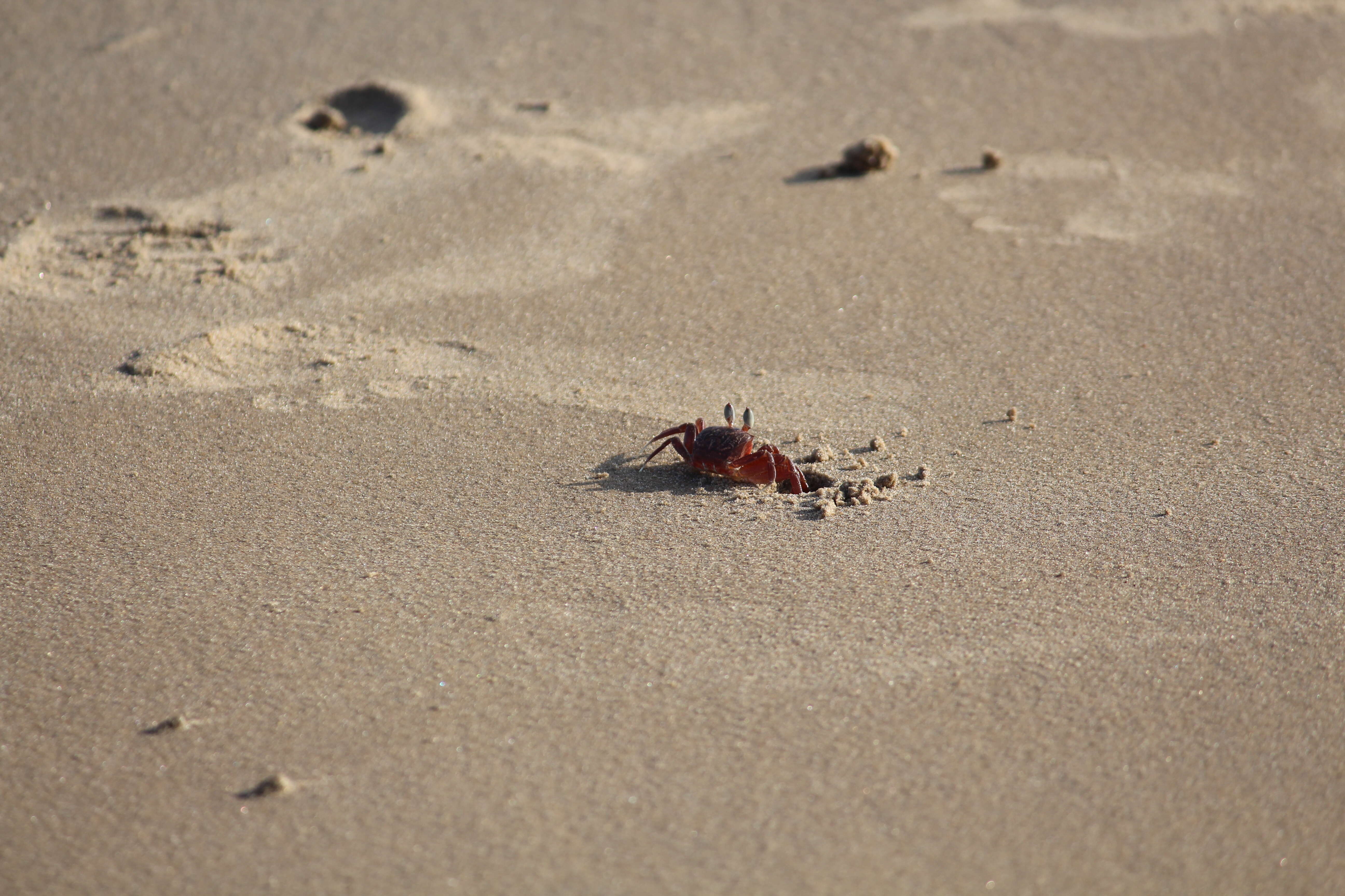 Image of red ghost crab