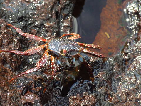 Image of Sally lightfoot crab