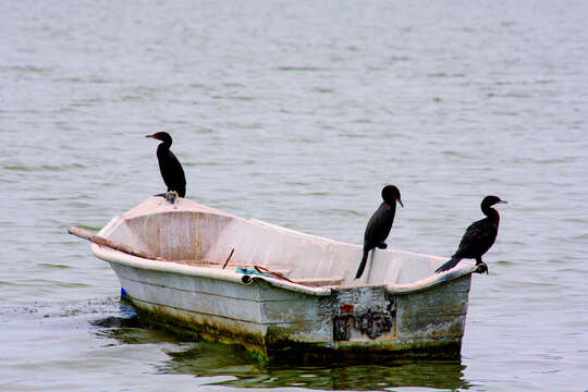 Image of Neotropic Cormorant