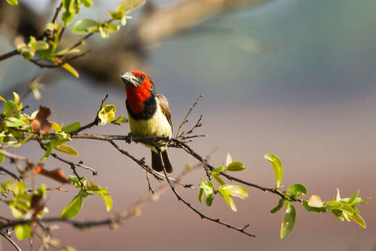 Image of Black-collared Barbet