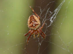 Image of Garden spider