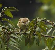 Image of Lesser Shrike-Tyrant