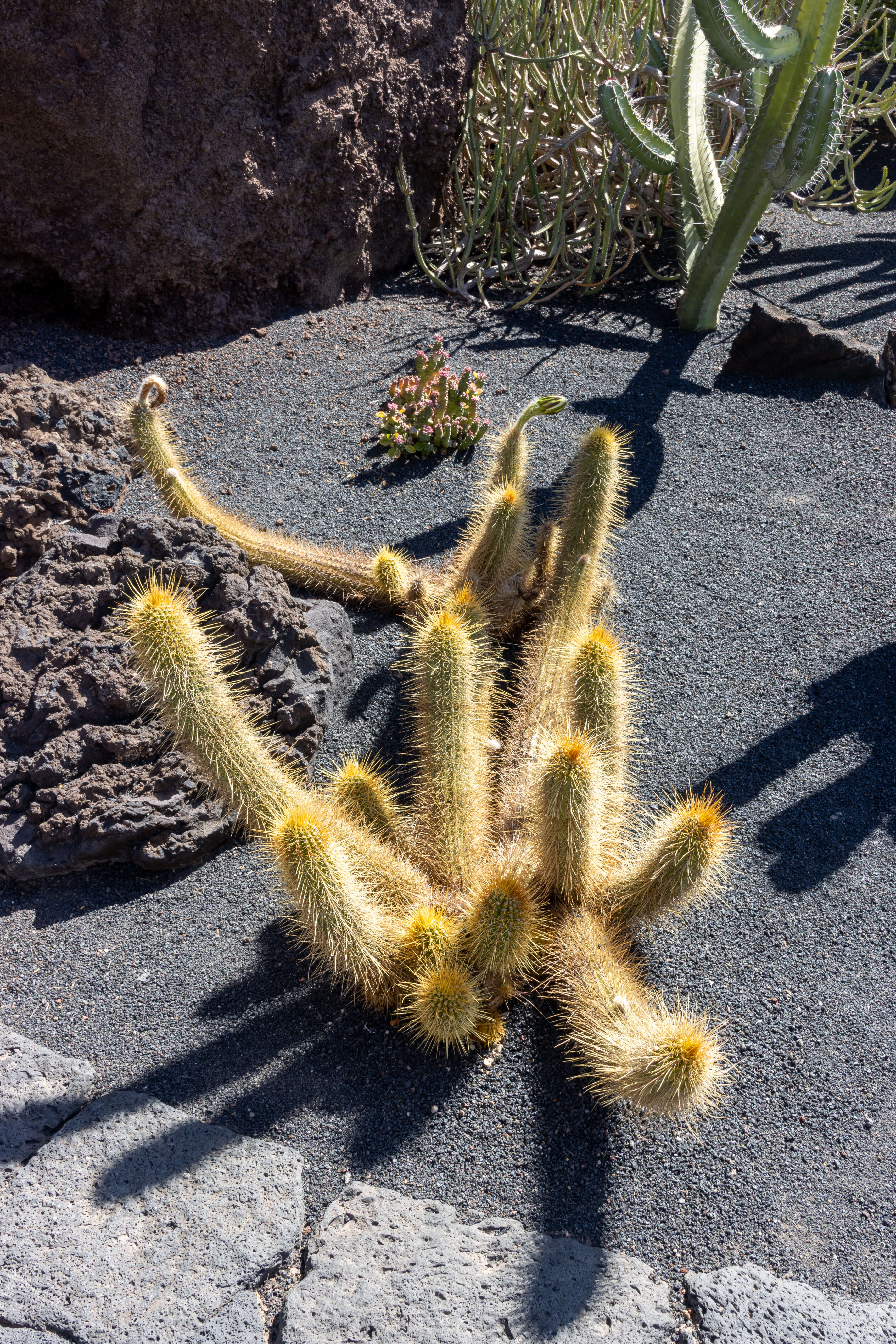 Echinopsis resmi