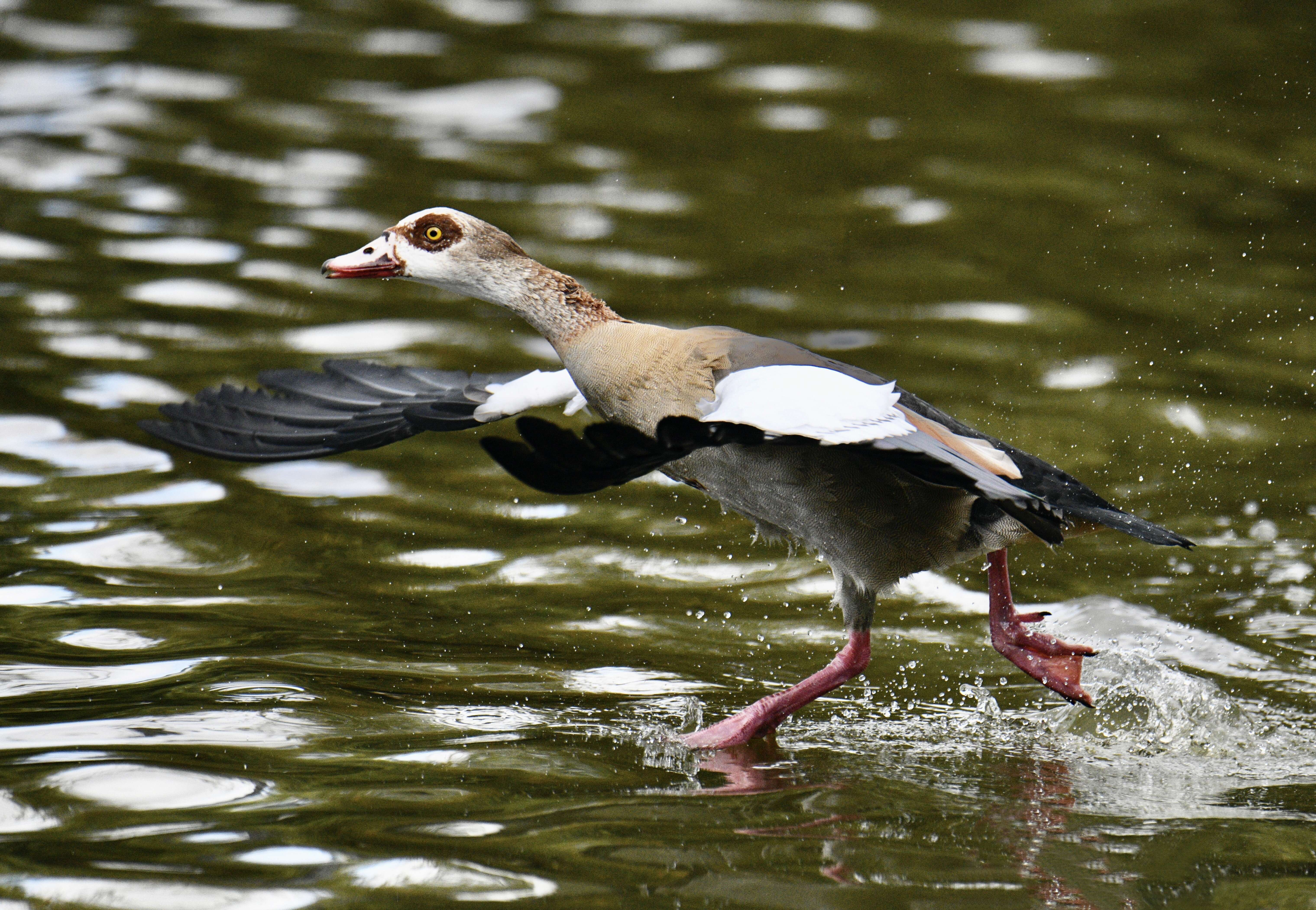 Image of Egyptian Goose