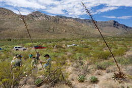 Image de Agave gracilipes Trel.