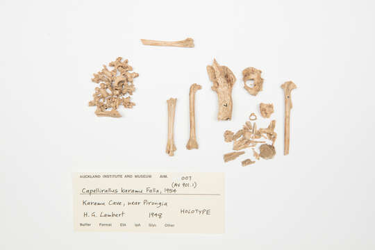 Image of Capellirallus Falla 1954