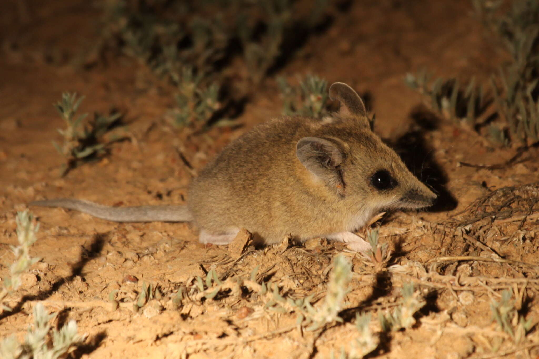 صورة Sminthopsis crassicaudata (Gould 1844)