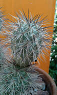 Imagem de Tephrocactus alexanderi (Britton & Rose) Backeb.