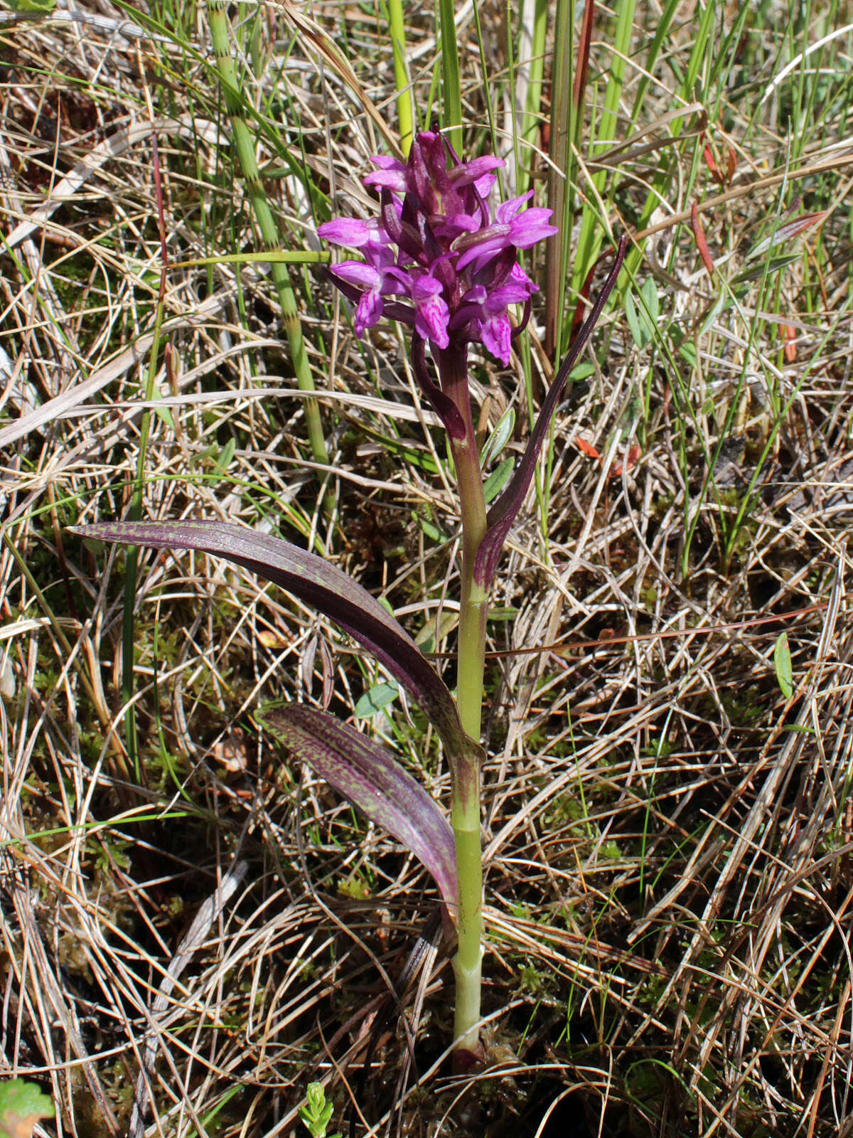 Dactylorhiza incarnata subsp. cruenta (O. F. Müll.) P. D. Sell resmi