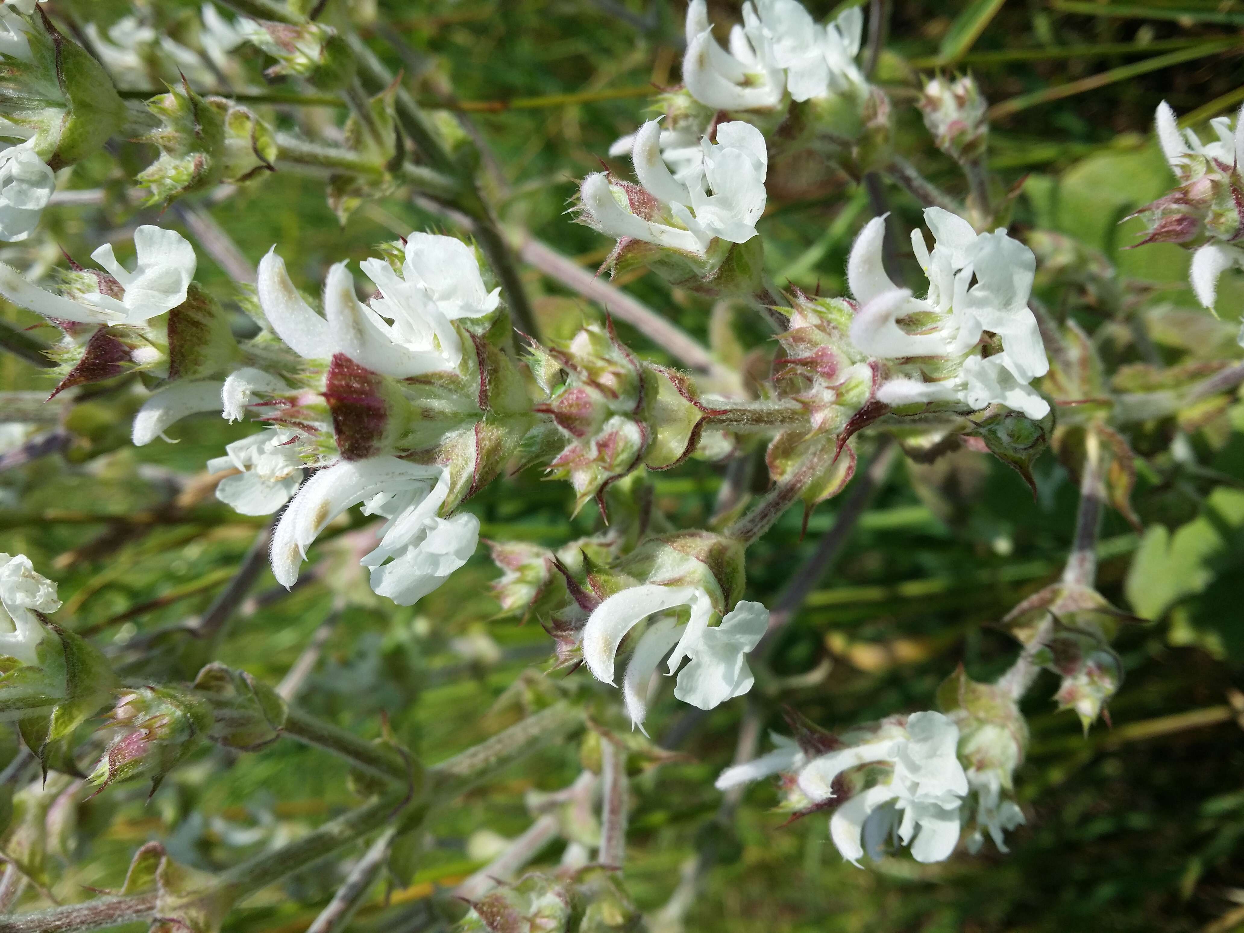 Imagem de Salvia aethiopis L.