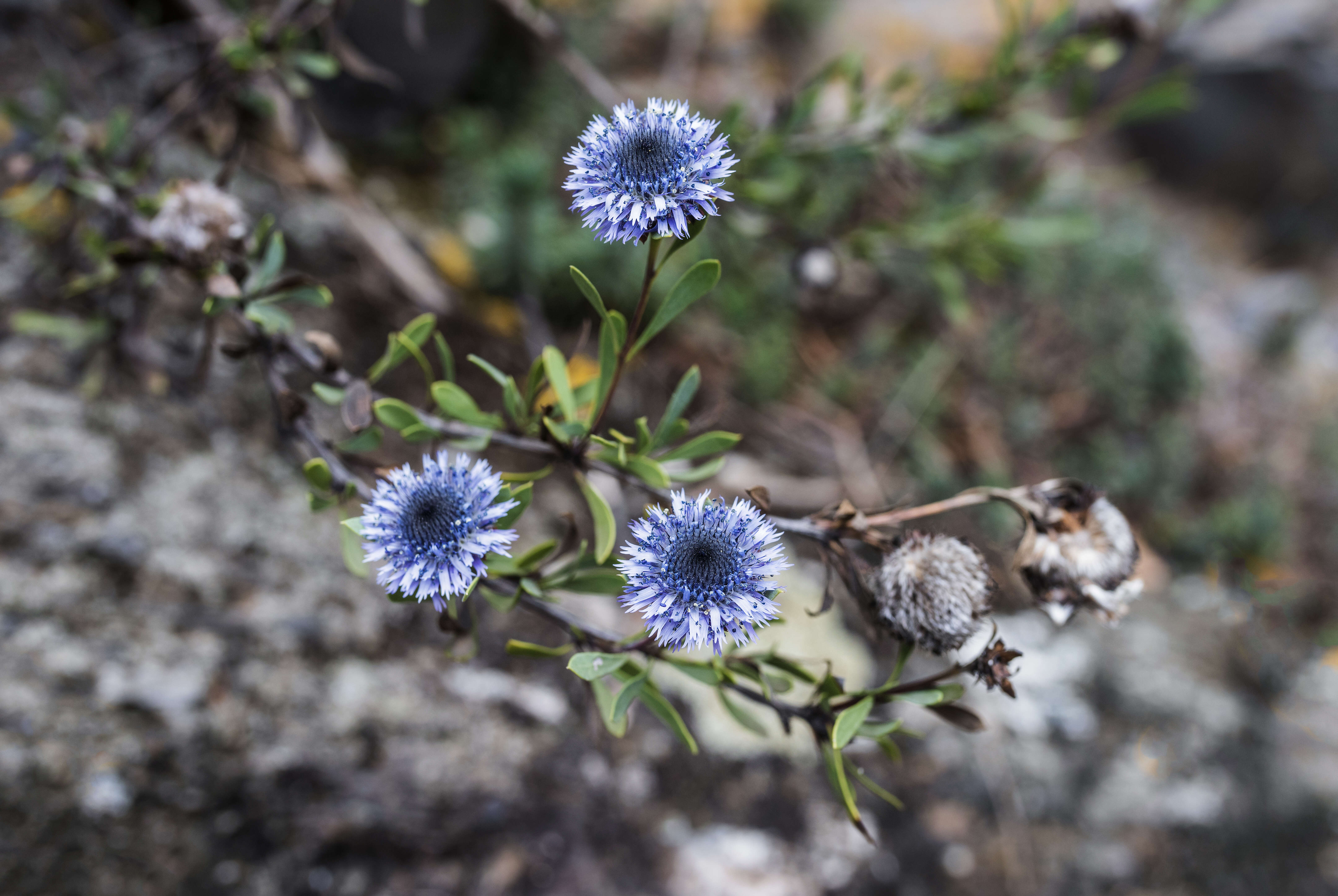 Image of Alypo globe daisy