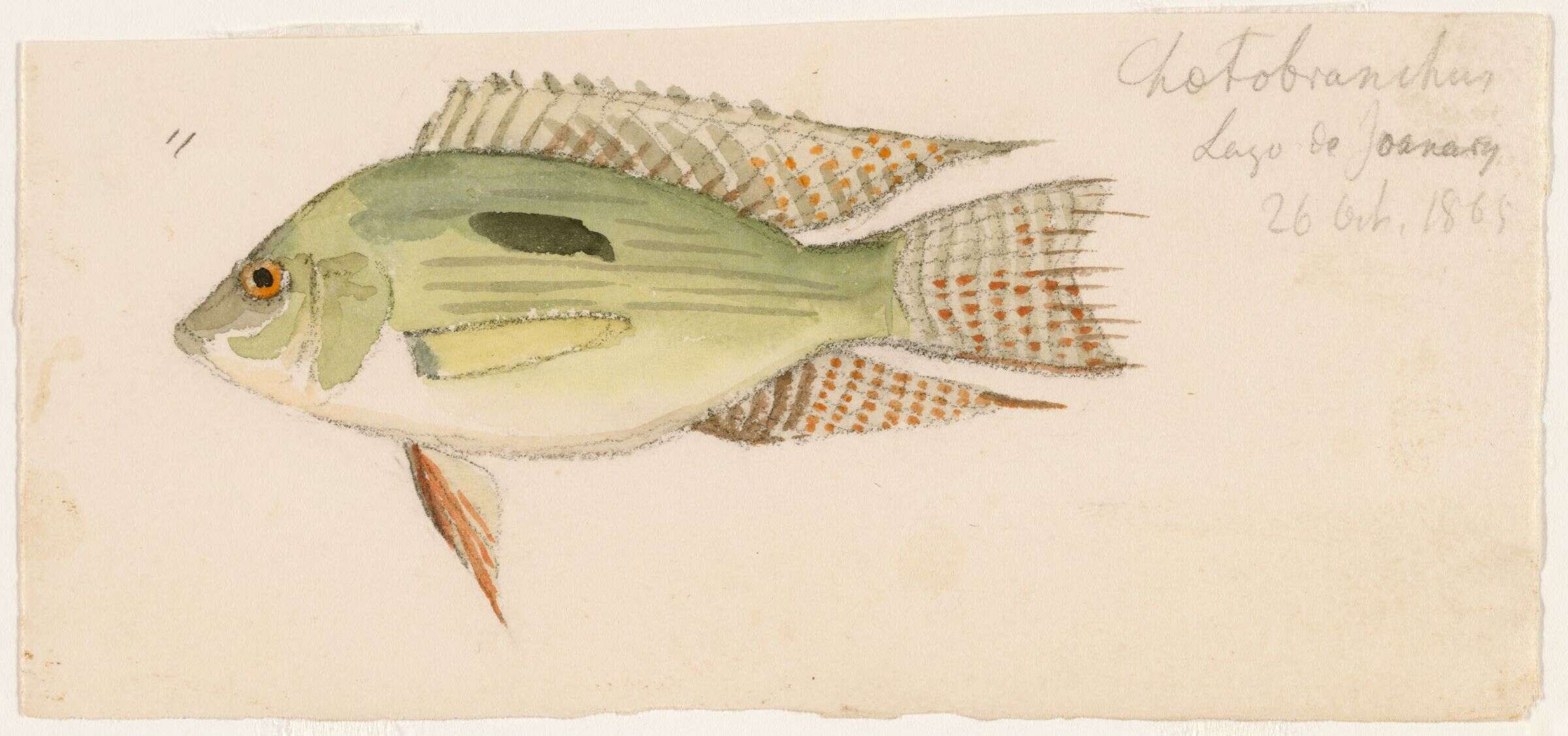Image of Chaetobranchus