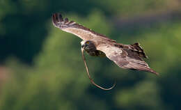 Image of Short-toed Eagle