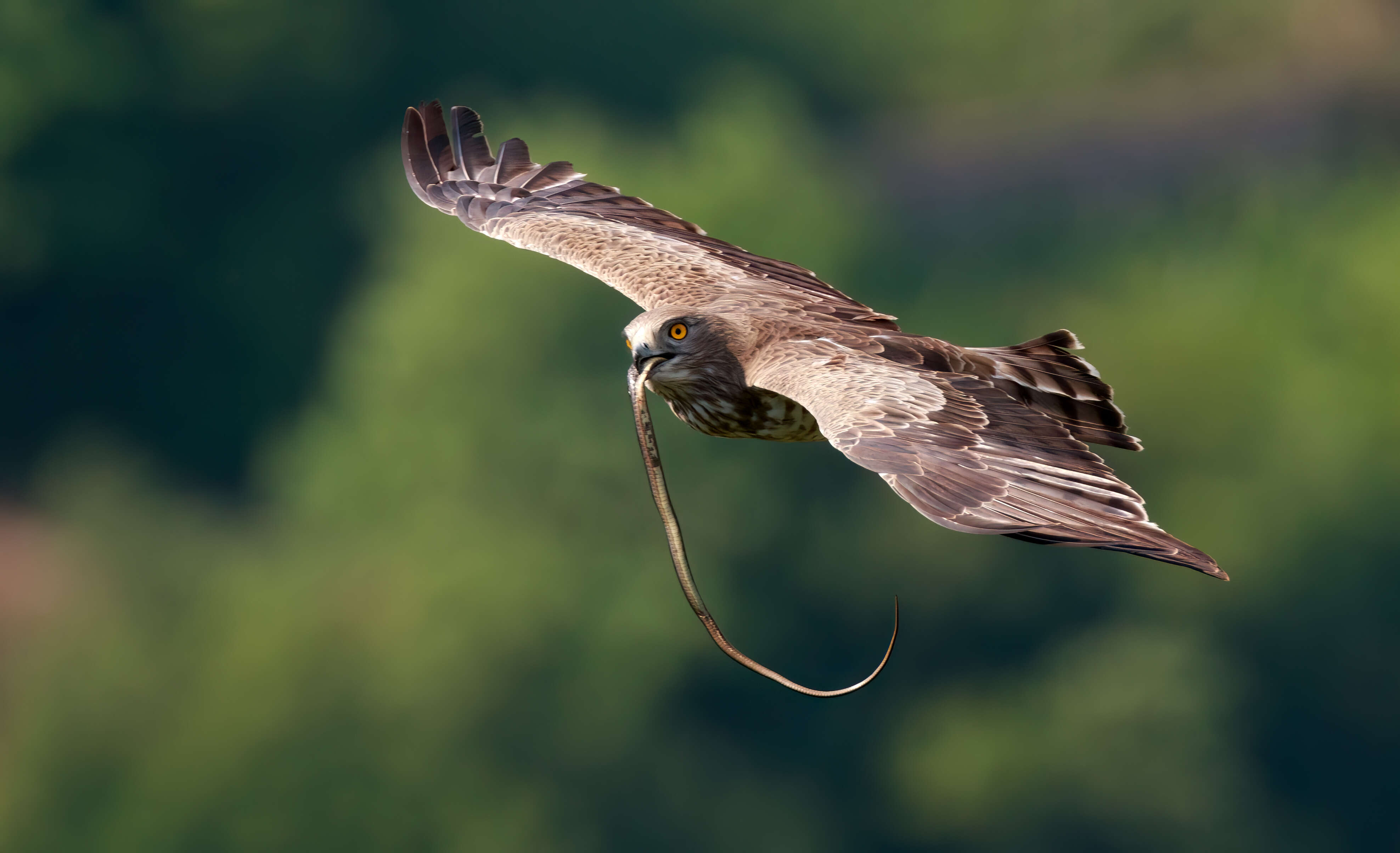 Image of Short-toed Eagle