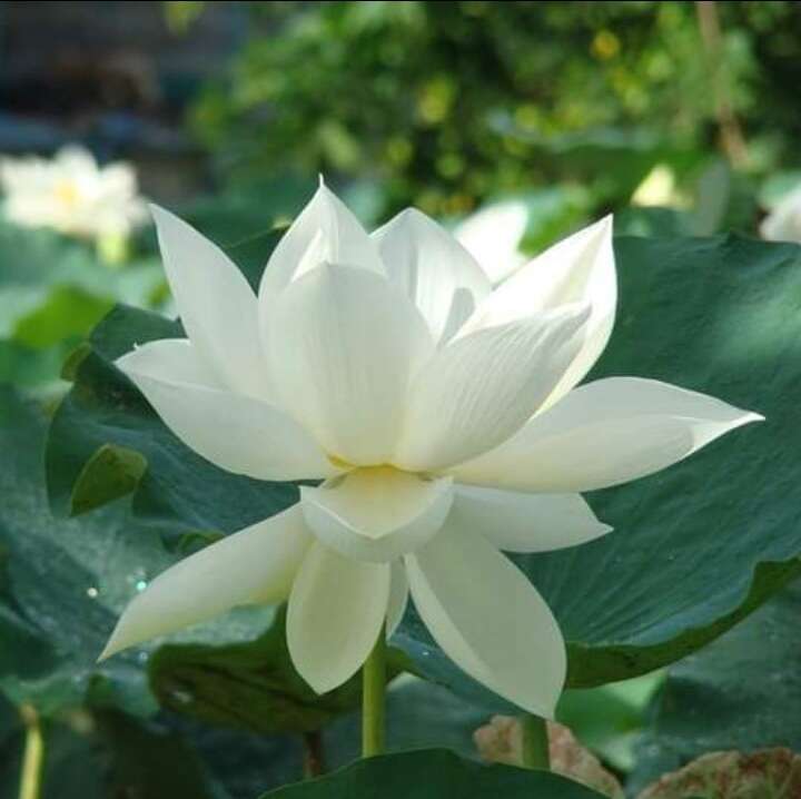 Image of lotus family