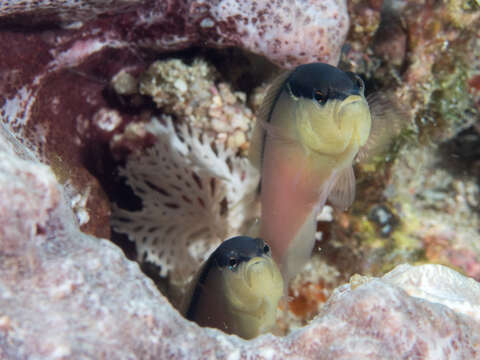 Pseudochromis perspicillatus Günther 1862 resmi