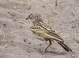 Image of Fawn-colored Lark