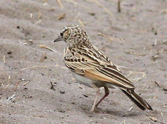 Image of Fawn-colored Lark