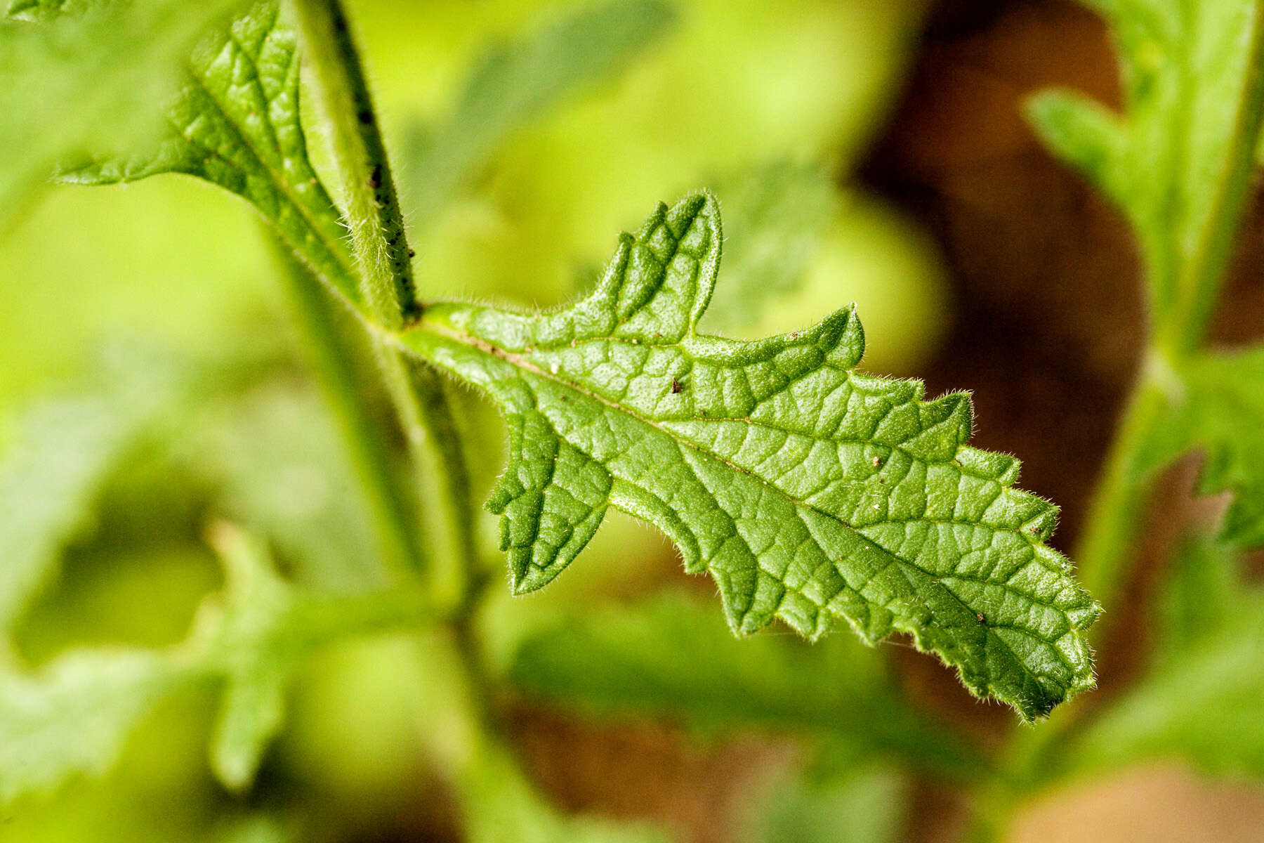 Image of vervain