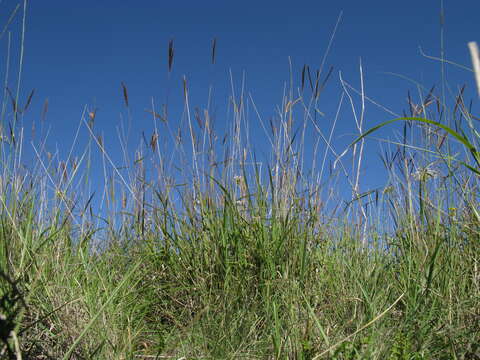 Image of Golden velvet grass