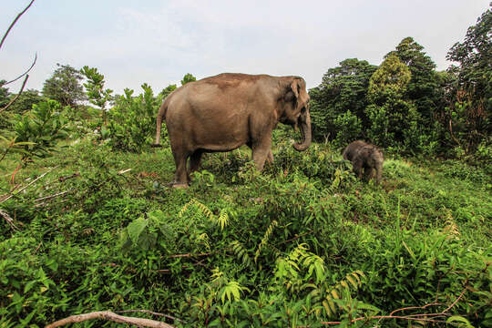 Image of Sumatran Elephant