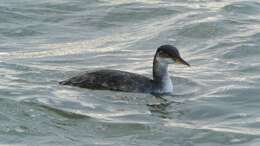 Image of Red-necked Grebe