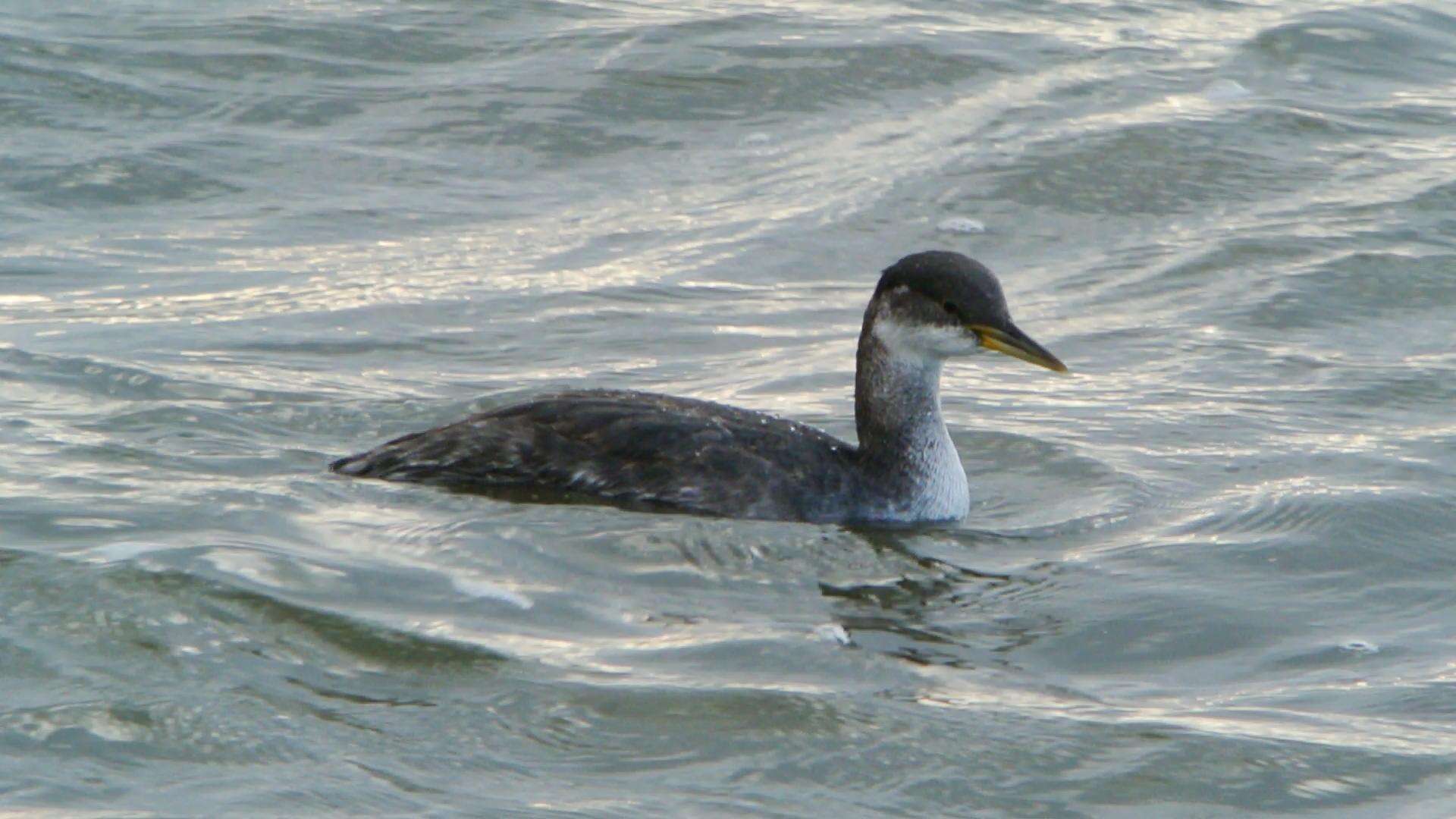 Image of Red-necked Grebe