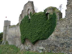Image of English ivy