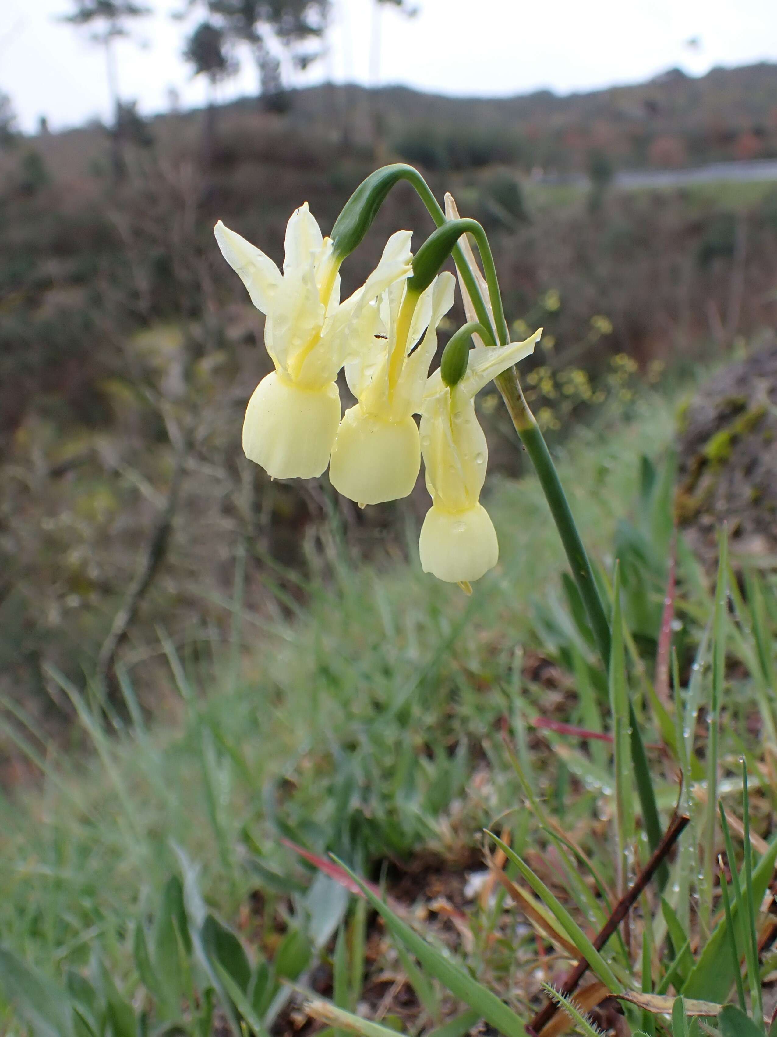 Image of Narcissus cernuus