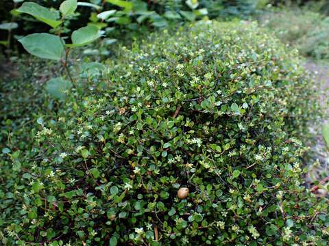 Image of sprawling wirevine