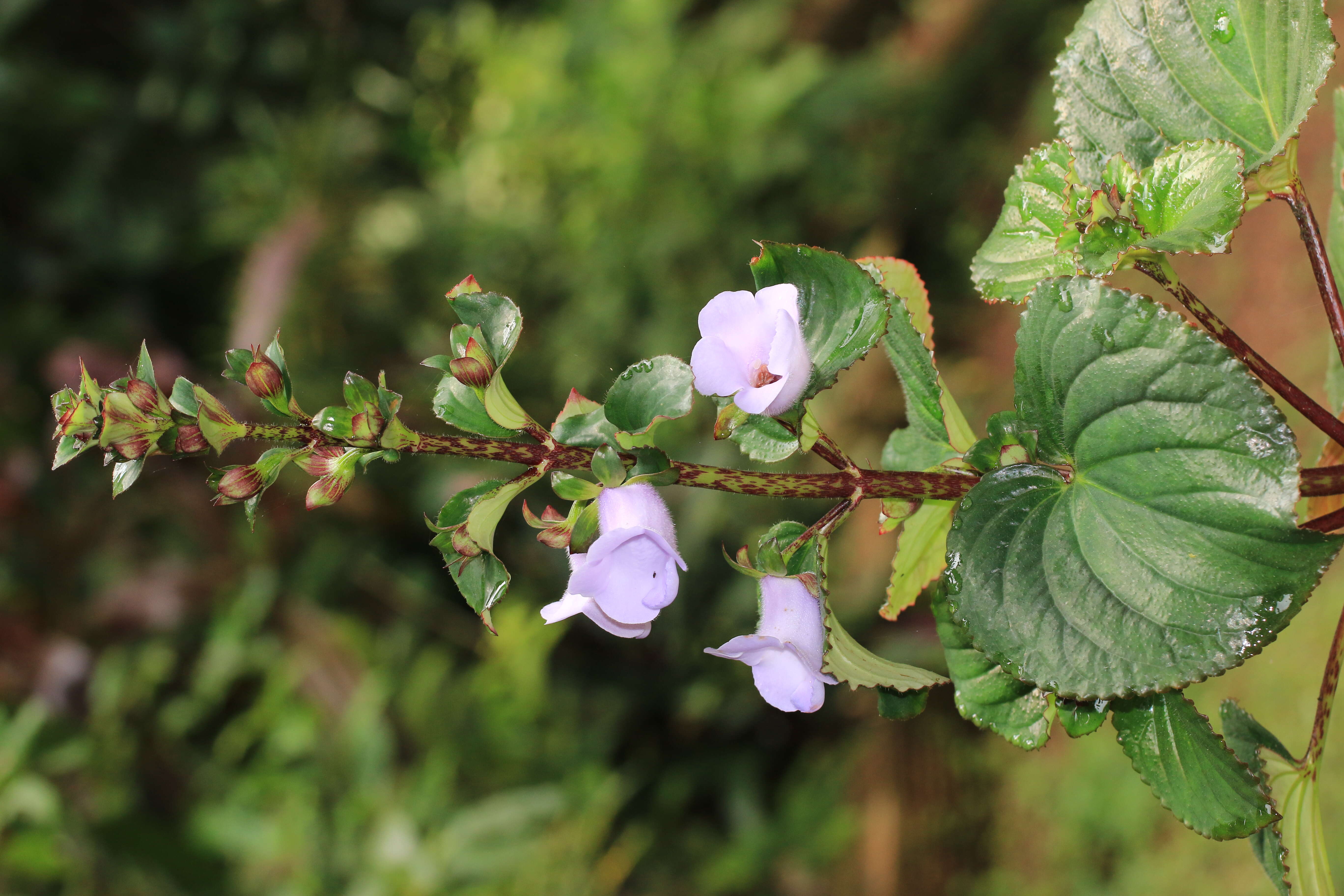 Image of Canterbury bells