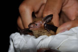 Image of Van Gelder's Bat