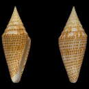 Image of Conus aequiquadratus Monnier, Tenorio, Bouchet & Puillandre 2018