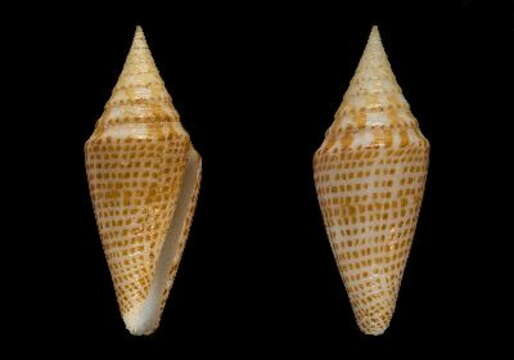 Image of Conus aequiquadratus Monnier, Tenorio, Bouchet & Puillandre 2018