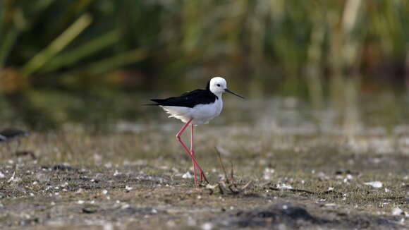 Image of Pied Stilt