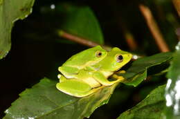 Image of Jayaram's bush frog